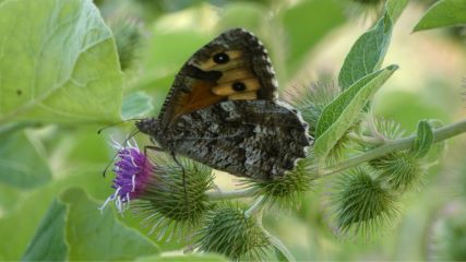 Odile Gence Odile Gence